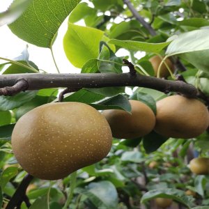 Ázijská hruška (Pyrus Pyrifolia) NASHI ´HOSUI´ 140-160 cm, obvod kmeňa: 4/6 cm, kont. C10L